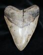 Impressive Inch Megalodon Tooth #1667-1